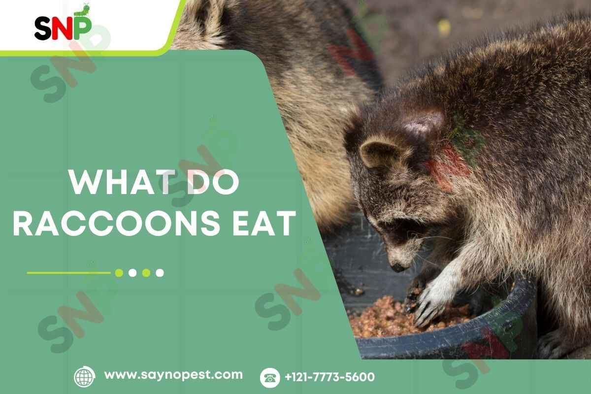 What Do Raccoons Eat: An In-Depth Guide for Homeowners