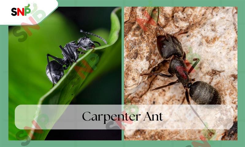 Carpenter Ant – Wood Nesting Habits and Identification