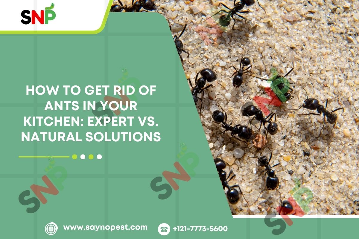 How to Get Rid of Ants in Your Kitchen: Expert vs. Natural Solutions