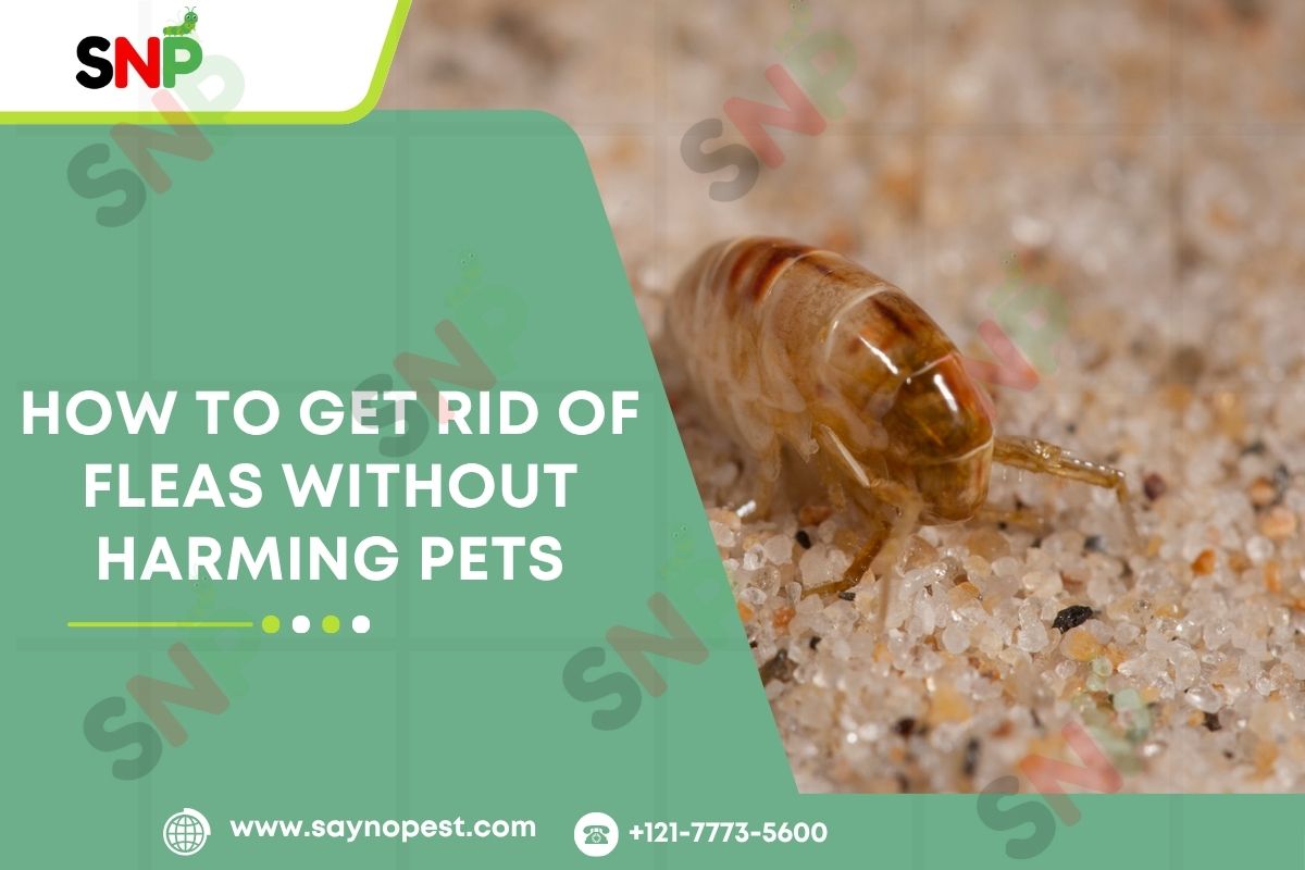 How to Get Rid of Fleas Without Harming Pets