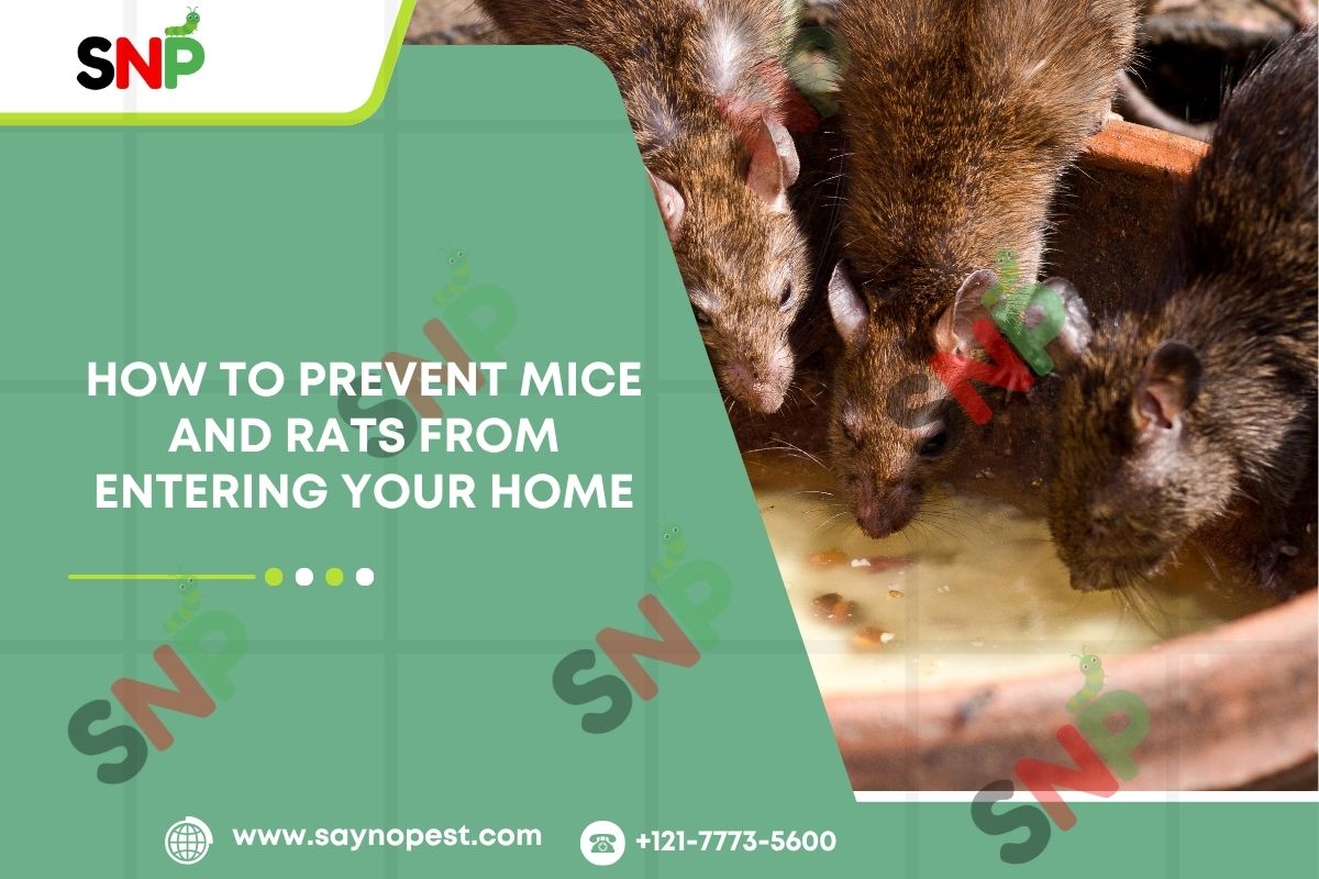 How to Prevent Mice and Rats from Entering Your Home