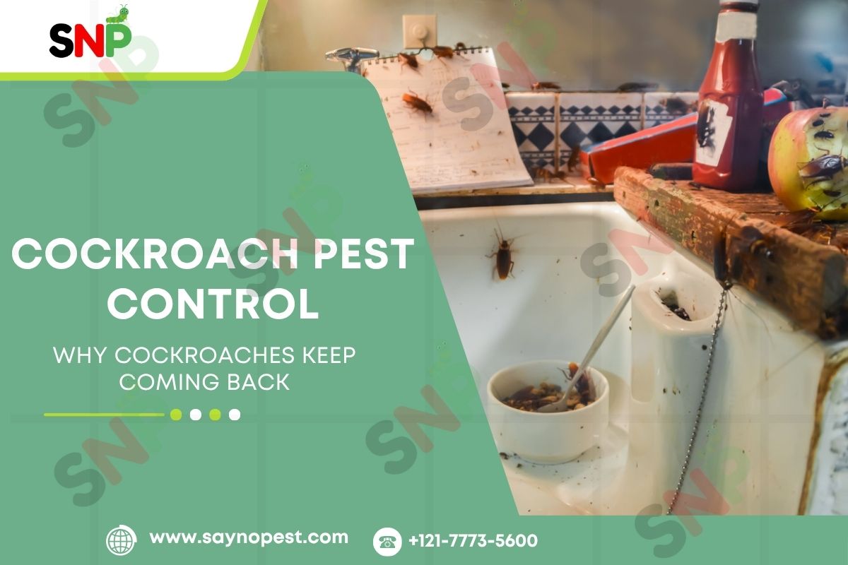 Why Cockroaches Keep Coming Back: Prevention Tips That Actually Work
