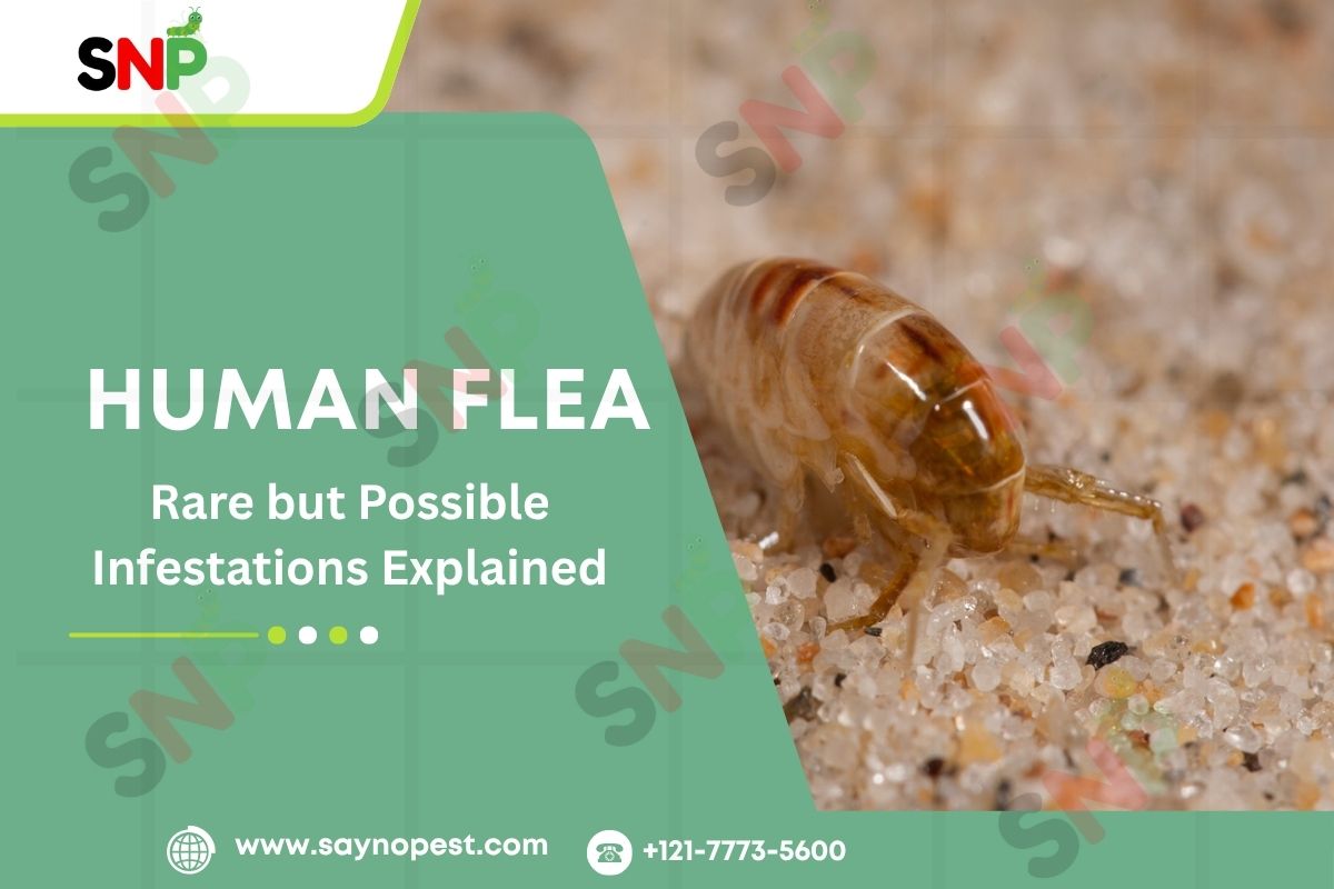 Human Flea – Rare but Possible Infestations Explained