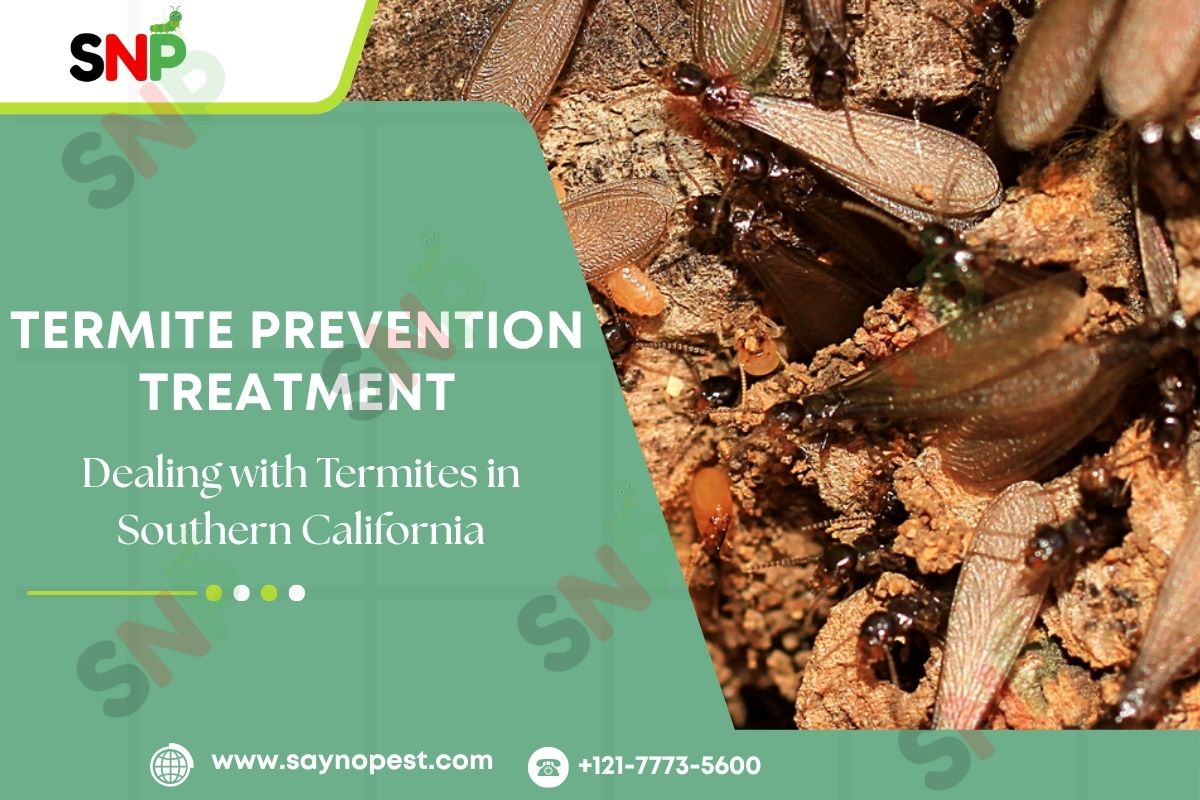 Dealing with Termites in Southern California: Best Season for Treatment