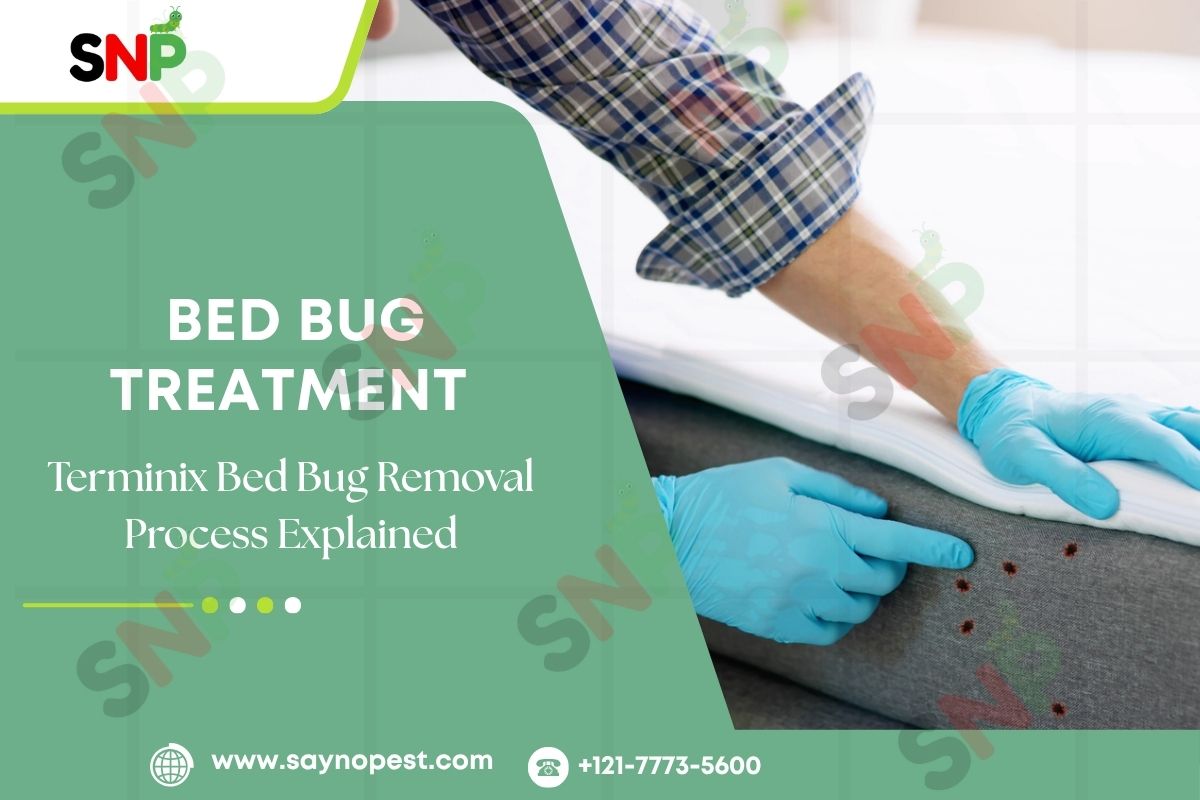 Terminix Bed Bug Removal Process Explained