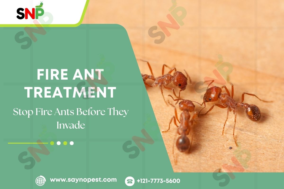 Fall Pest Prevention: Stop Fire Ants Before They Invade