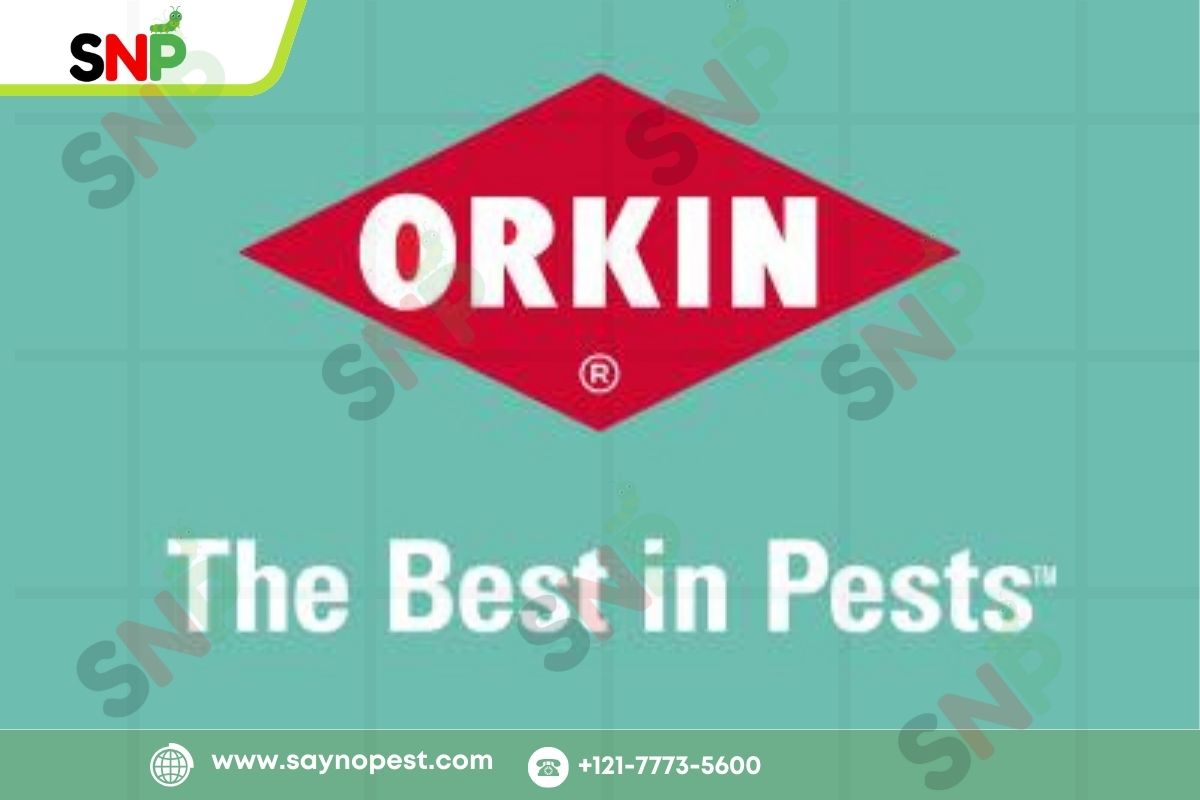 Orkin Termite Treatment Cost & Process Explained