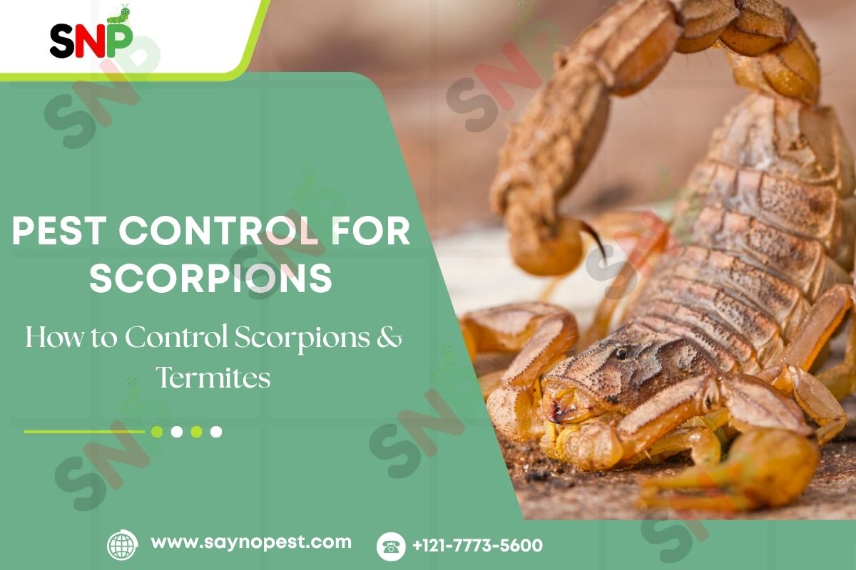 Desert Pests in Phoenix: How to Control Scorpions & Termites
