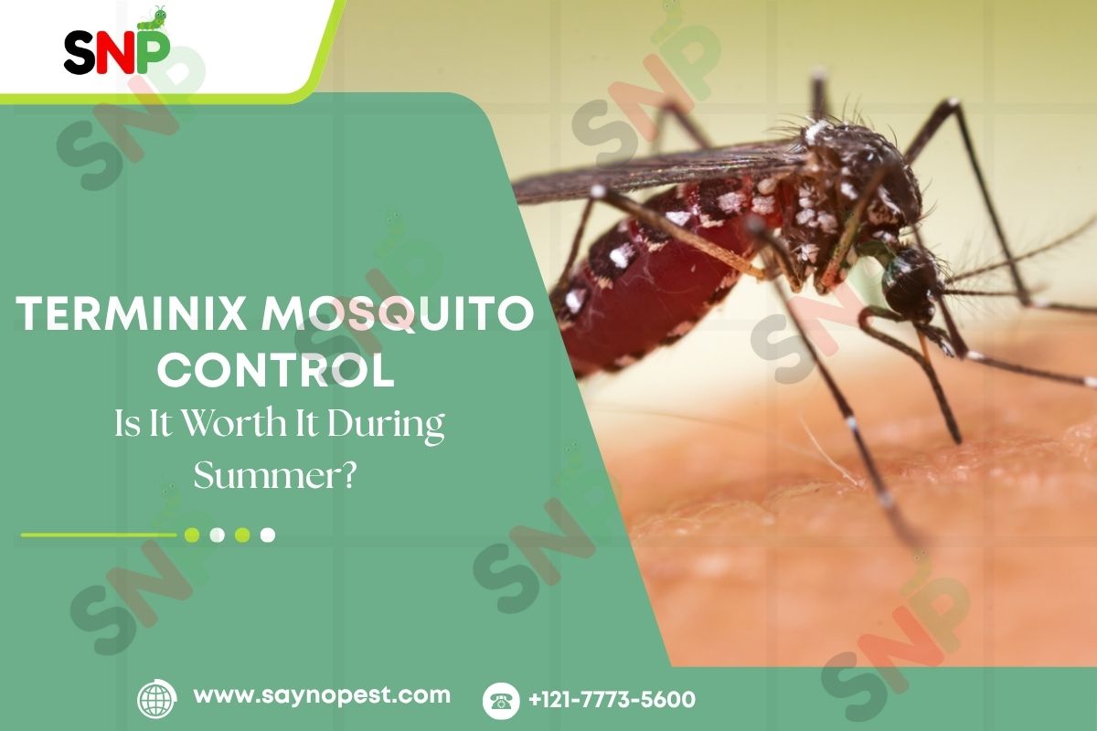 Terminix Mosquito Control: Is It Worth It During Summer?