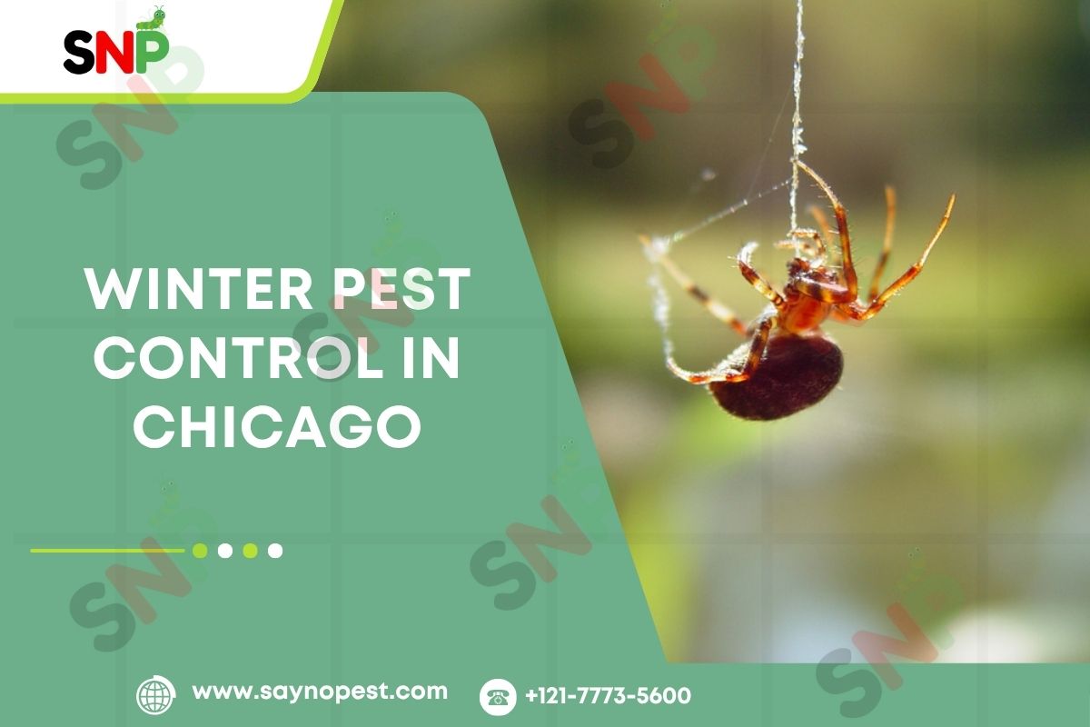 Winter Pest Control Chicago: Rodents, Spiders and More